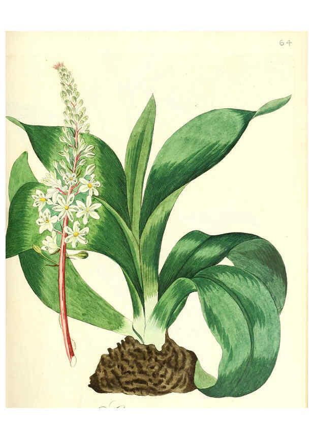 Reproducción/Reproduction 6032542184: Flora medica, oder, Abbildung der wichtigsten officinellen Pflanzen Jena,August Schmid,1831 [i.e. 1829-1831] 