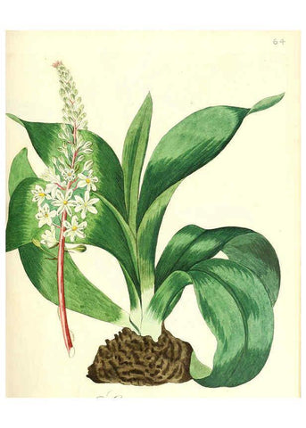 Reproducción/Reproduction 6032542184: Flora medica, oder, Abbildung der wichtigsten officinellen Pflanzen Jena,August Schmid,1831 [i.e. 1829-1831] 