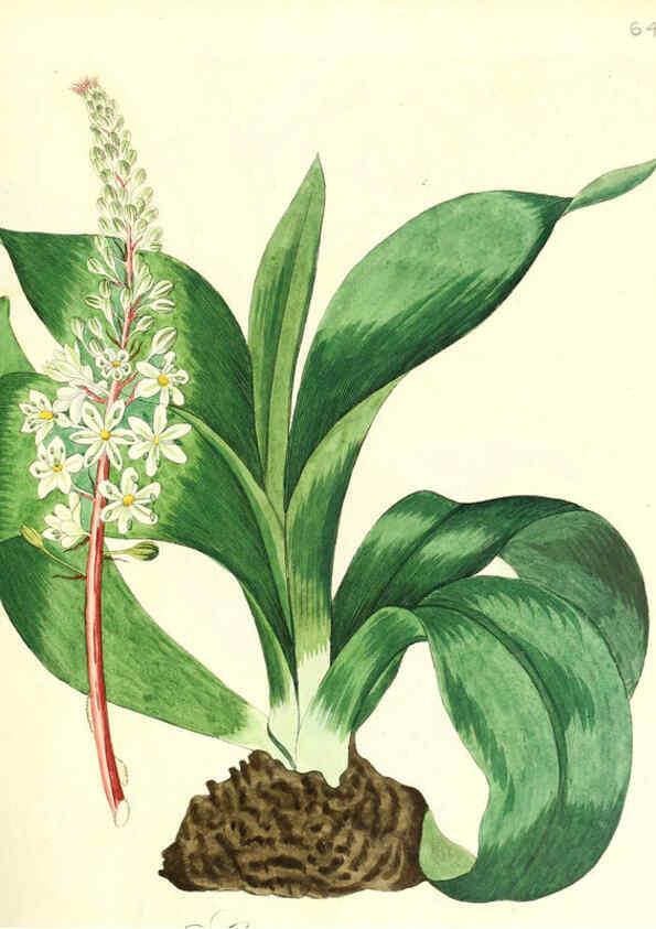 Reproducción/Reproduction 6032542184: Flora medica, oder, Abbildung der wichtigsten officinellen Pflanzen Jena,August Schmid,1831 [i.e. 1829-1831] 