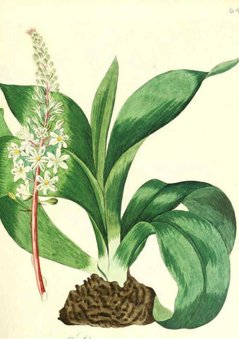 Reproducción/Reproduction 6032542184: Flora medica, oder, Abbildung der wichtigsten officinellen Pflanzen Jena,August Schmid,1831 [i.e. 1829-1831] 