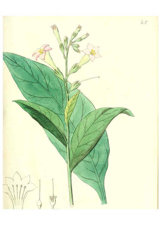 Reproducción/Reproduction 6031983037: Flora medica, oder, Abbildung der wichtigsten officinellen Pflanzen Jena,August Schmid,1831 [i.e. 1829-1831] 