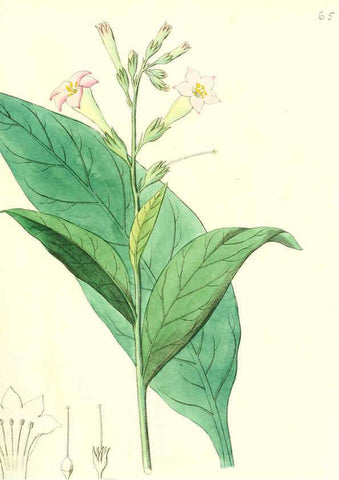 Reproducción/Reproduction 6031983037: Flora medica, oder, Abbildung der wichtigsten officinellen Pflanzen Jena,August Schmid,1831 [i.e. 1829-1831] 