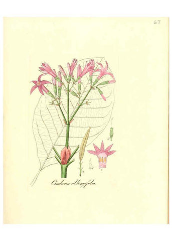 Reproducción/Reproduction 6032542876: Flora medica, oder, Abbildung der wichtigsten officinellen Pflanzen Jena,August Schmid,1831 [i.e. 1829-1831] 