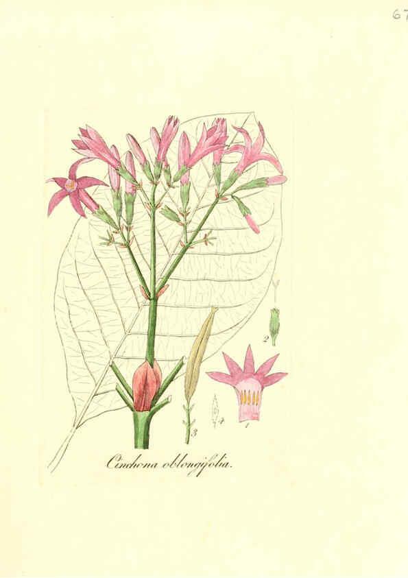 Reproducción/Reproduction 6032542876: Flora medica, oder, Abbildung der wichtigsten officinellen Pflanzen Jena,August Schmid,1831 [i.e. 1829-1831] 