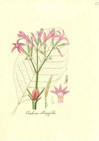 Reproducción/Reproduction 6032542876: Flora medica, oder, Abbildung der wichtigsten officinellen Pflanzen Jena,August Schmid,1831 [i.e. 1829-1831] 