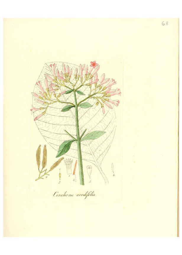 Reproducción/Reproduction 6031983713: Flora medica, oder, Abbildung der wichtigsten officinellen Pflanzen Jena,August Schmid,1831 [i.e. 1829-1831] 