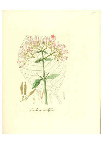 Reproducción/Reproduction 6031983713: Flora medica, oder, Abbildung der wichtigsten officinellen Pflanzen Jena,August Schmid,1831 [i.e. 1829-1831] 