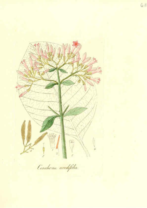 Reproducción/Reproduction 6031983713: Flora medica, oder, Abbildung der wichtigsten officinellen Pflanzen Jena,August Schmid,1831 [i.e. 1829-1831] 