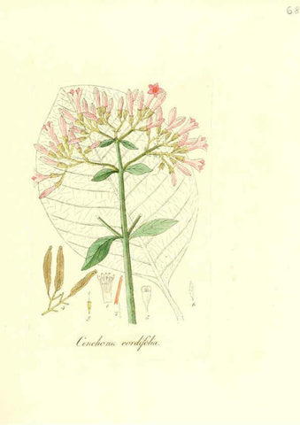 Reproducción/Reproduction 6031983713: Flora medica, oder, Abbildung der wichtigsten officinellen Pflanzen Jena,August Schmid,1831 [i.e. 1829-1831] 