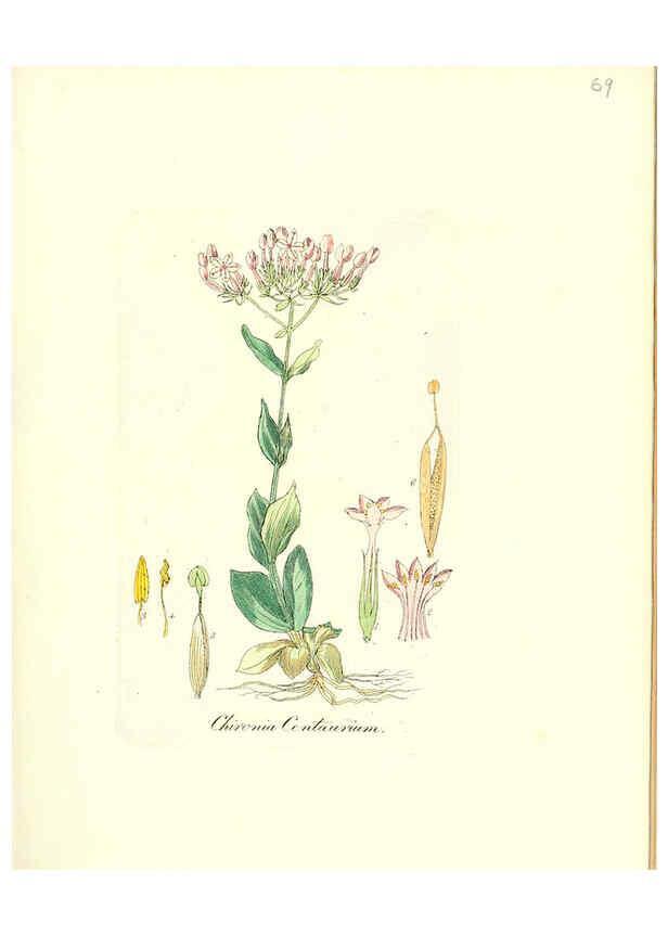 Reproducción/Reproduction 6032543406: Flora medica, oder, Abbildung der wichtigsten officinellen Pflanzen Jena,August Schmid,1831 [i.e. 1829-1831] 