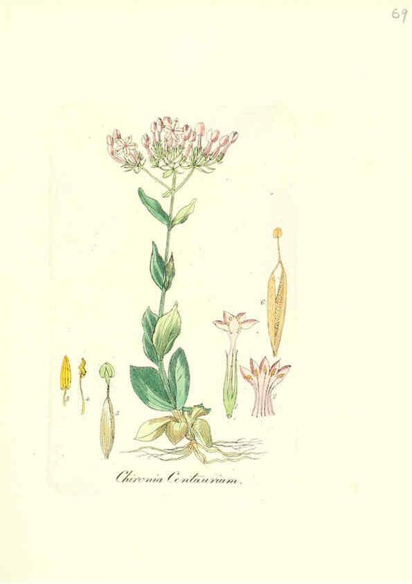 Reproducción/Reproduction 6032543406: Flora medica, oder, Abbildung der wichtigsten officinellen Pflanzen Jena,August Schmid,1831 [i.e. 1829-1831] 