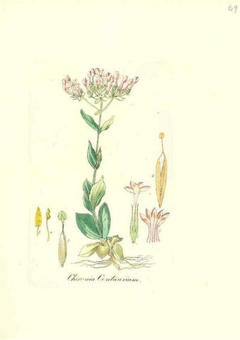 Reproducción/Reproduction 6032543406: Flora medica, oder, Abbildung der wichtigsten officinellen Pflanzen Jena,August Schmid,1831 [i.e. 1829-1831] 