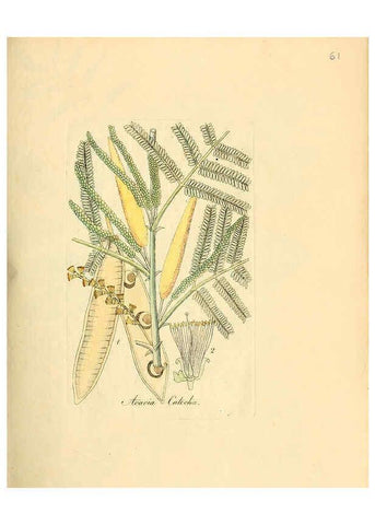 Reproducción/Reproduction 6031982041: Flora medica, oder, Abbildung der wichtigsten officinellen Pflanzen Jena,August Schmid,1831 [i.e. 1829-1831] 