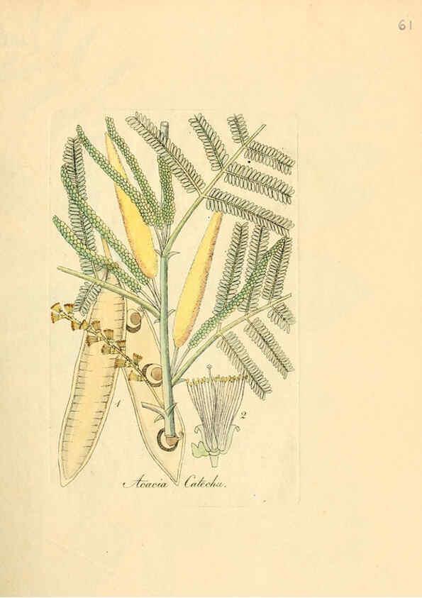 Reproducción/Reproduction 6031982041: Flora medica, oder, Abbildung der wichtigsten officinellen Pflanzen Jena,August Schmid,1831 [i.e. 1829-1831] 