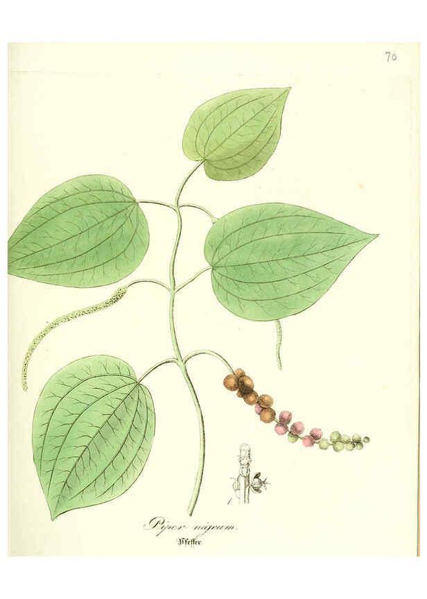 Reproducción/Reproduction 6031984333: Flora medica, oder, Abbildung der wichtigsten officinellen Pflanzen Jena,August Schmid,1831 [i.e. 1829-1831] 