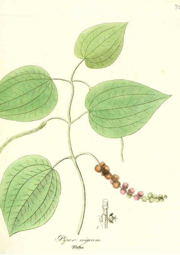 Reproducción/Reproduction 6031984333: Flora medica, oder, Abbildung der wichtigsten officinellen Pflanzen Jena,August Schmid,1831 [i.e. 1829-1831] 