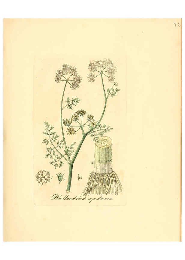 Reproducción/Reproduction 6031984803: Flora medica, oder, Abbildung der wichtigsten officinellen Pflanzen Jena,August Schmid,1831 [i.e. 1829-1831] 