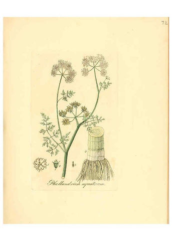Reproducción/Reproduction 6031984803: Flora medica, oder, Abbildung der wichtigsten officinellen Pflanzen Jena,August Schmid,1831 [i.e. 1829-1831] 