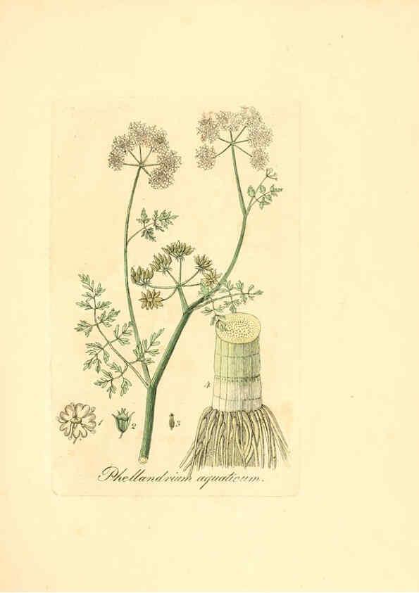 Reproducción/Reproduction 6031984803: Flora medica, oder, Abbildung der wichtigsten officinellen Pflanzen Jena,August Schmid,1831 [i.e. 1829-1831] 