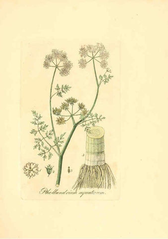 Reproducción/Reproduction 6031984803: Flora medica, oder, Abbildung der wichtigsten officinellen Pflanzen Jena,August Schmid,1831 [i.e. 1829-1831] 