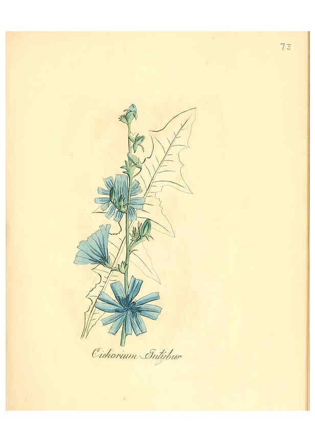 Reproducción/Reproduction 6031985003: Flora medica, oder, Abbildung der wichtigsten officinellen Pflanzen Jena,August Schmid,1831 [i.e. 1829-1831] 