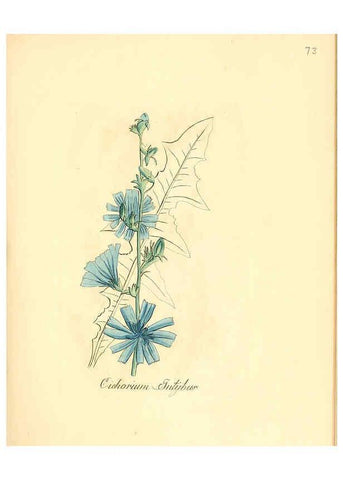 Reproducción/Reproduction 6031985003: Flora medica, oder, Abbildung der wichtigsten officinellen Pflanzen Jena,August Schmid,1831 [i.e. 1829-1831] 