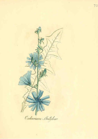 Reproducción/Reproduction 6031985003: Flora medica, oder, Abbildung der wichtigsten officinellen Pflanzen Jena,August Schmid,1831 [i.e. 1829-1831] 