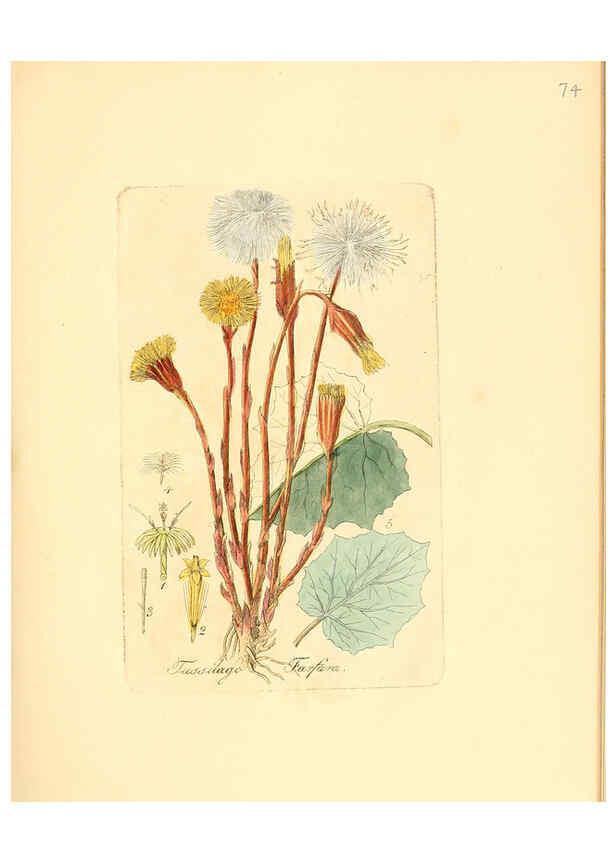 Reproducción/Reproduction 6032544576: Flora medica, oder, Abbildung der wichtigsten officinellen Pflanzen Jena,August Schmid,1831 [i.e. 1829-1831] 