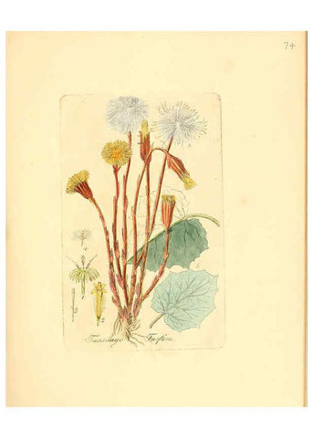 Reproducción/Reproduction 6032544576: Flora medica, oder, Abbildung der wichtigsten officinellen Pflanzen Jena,August Schmid,1831 [i.e. 1829-1831] 