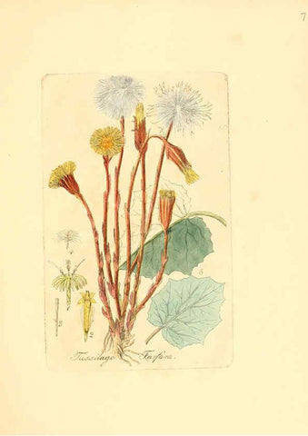 Reproducción/Reproduction 6032544576: Flora medica, oder, Abbildung der wichtigsten officinellen Pflanzen Jena,August Schmid,1831 [i.e. 1829-1831] 
