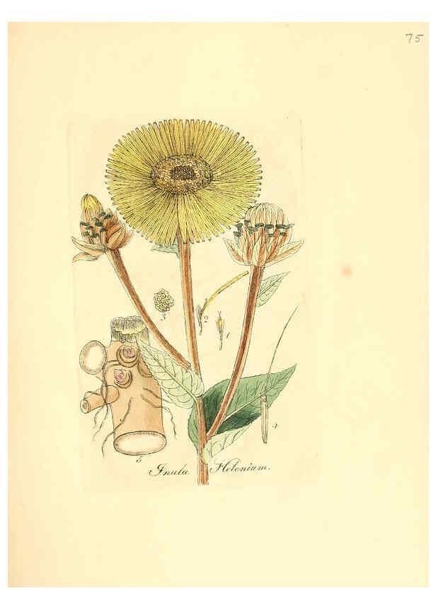 Reproducción/Reproduction 6032544772: Flora medica, oder, Abbildung der wichtigsten officinellen Pflanzen Jena,August Schmid,1831 [i.e. 1829-1831] 