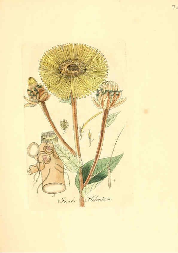 Reproducción/Reproduction 6032544772: Flora medica, oder, Abbildung der wichtigsten officinellen Pflanzen Jena,August Schmid,1831 [i.e. 1829-1831] 