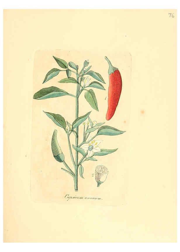Reproducción/Reproduction 6031985721: Flora medica, oder, Abbildung der wichtigsten officinellen Pflanzen Jena,August Schmid,1831 [i.e. 1829-1831] 