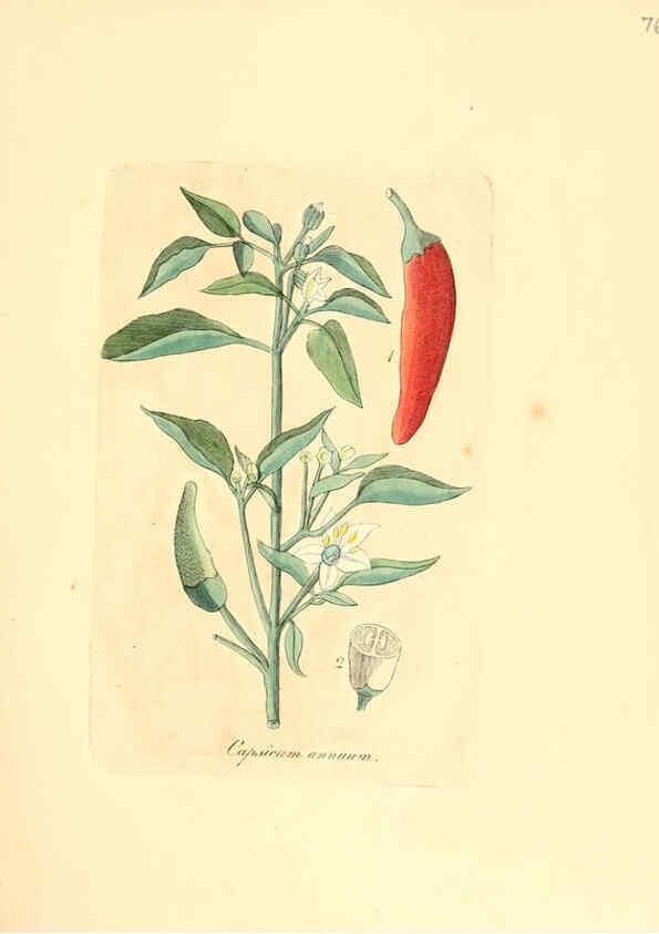 Reproducción/Reproduction 6031985721: Flora medica, oder, Abbildung der wichtigsten officinellen Pflanzen Jena,August Schmid,1831 [i.e. 1829-1831] 