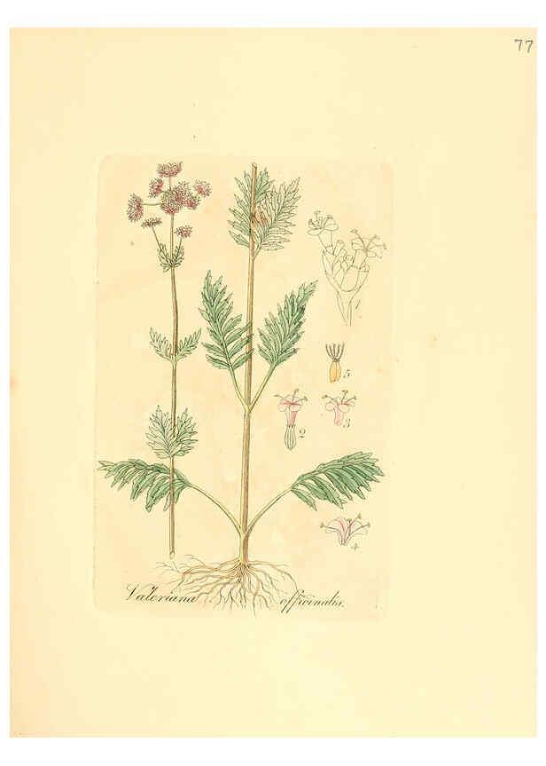 Reproducción/Reproduction 6031986027: Flora medica, oder, Abbildung der wichtigsten officinellen Pflanzen Jena,August Schmid,1831 [i.e. 1829-1831] 