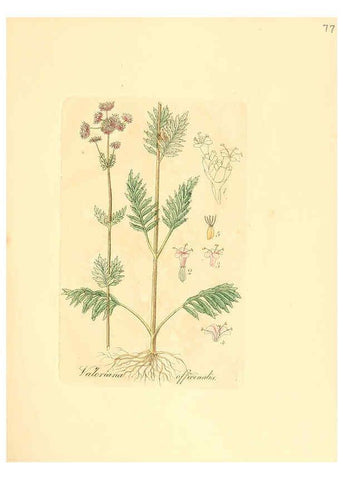 Reproducción/Reproduction 6031986027: Flora medica, oder, Abbildung der wichtigsten officinellen Pflanzen Jena,August Schmid,1831 [i.e. 1829-1831] 