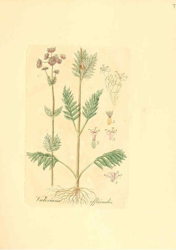 Reproducción/Reproduction 6031986027: Flora medica, oder, Abbildung der wichtigsten officinellen Pflanzen Jena,August Schmid,1831 [i.e. 1829-1831] 