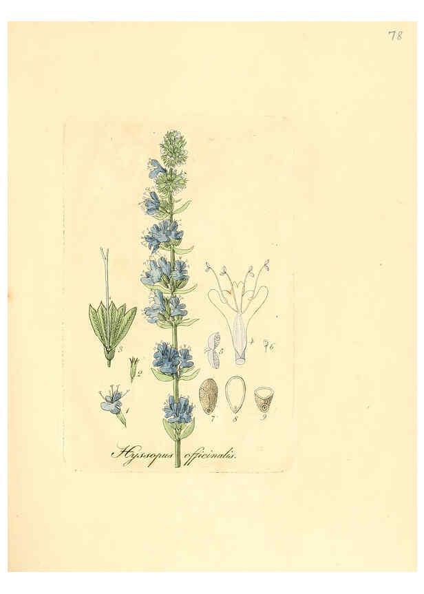 Reproducción/Reproduction 6032545518: Flora medica, oder, Abbildung der wichtigsten officinellen Pflanzen Jena,August Schmid,1831 [i.e. 1829-1831] 