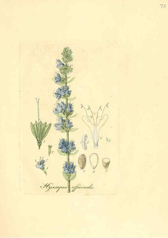 Reproducción/Reproduction 6032545518: Flora medica, oder, Abbildung der wichtigsten officinellen Pflanzen Jena,August Schmid,1831 [i.e. 1829-1831] 