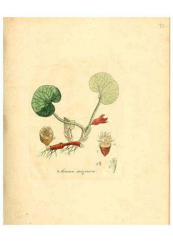 Reproducción/Reproduction 6032543952: Flora medica, oder, Abbildung der wichtigsten officinellen Pflanzen Jena,August Schmid,1831 [i.e. 1829-1831] 