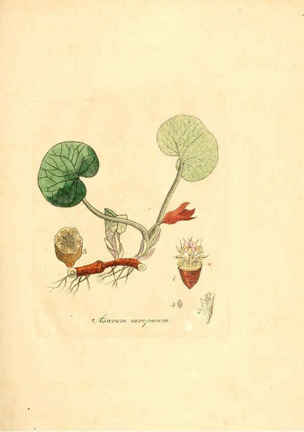 Reproducción/Reproduction 6032543952: Flora medica, oder, Abbildung der wichtigsten officinellen Pflanzen Jena,August Schmid,1831 [i.e. 1829-1831] 