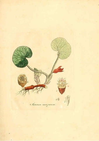 Reproducción/Reproduction 6032543952: Flora medica, oder, Abbildung der wichtigsten officinellen Pflanzen Jena,August Schmid,1831 [i.e. 1829-1831] 