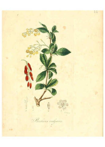 Reproducción/Reproduction 6032530540: Flora medica, oder, Abbildung der wichtigsten officinellen Pflanzen Jena,August Schmid,1831 [i.e. 1829-1831] 