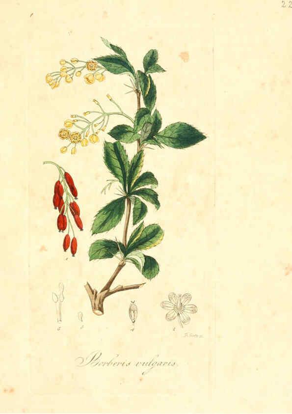 Reproducción/Reproduction 6032530540: Flora medica, oder, Abbildung der wichtigsten officinellen Pflanzen Jena,August Schmid,1831 [i.e. 1829-1831] 
