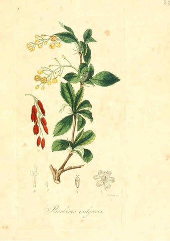 Reproducción/Reproduction 6032530540: Flora medica, oder, Abbildung der wichtigsten officinellen Pflanzen Jena,August Schmid,1831 [i.e. 1829-1831] 