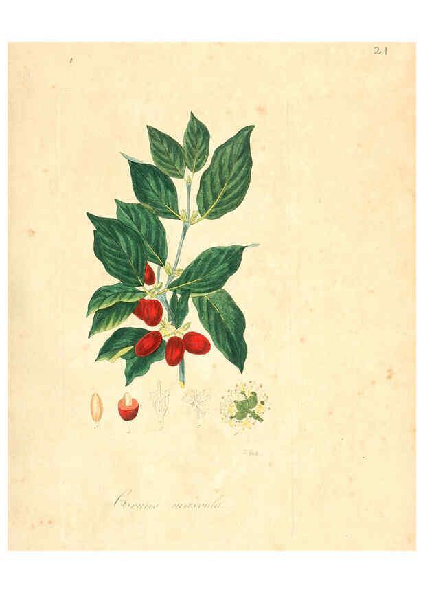 Reproducción/Reproduction 6031970637: Flora medica, oder, Abbildung der wichtigsten officinellen Pflanzen Jena,August Schmid,1831 [i.e. 1829-1831] 