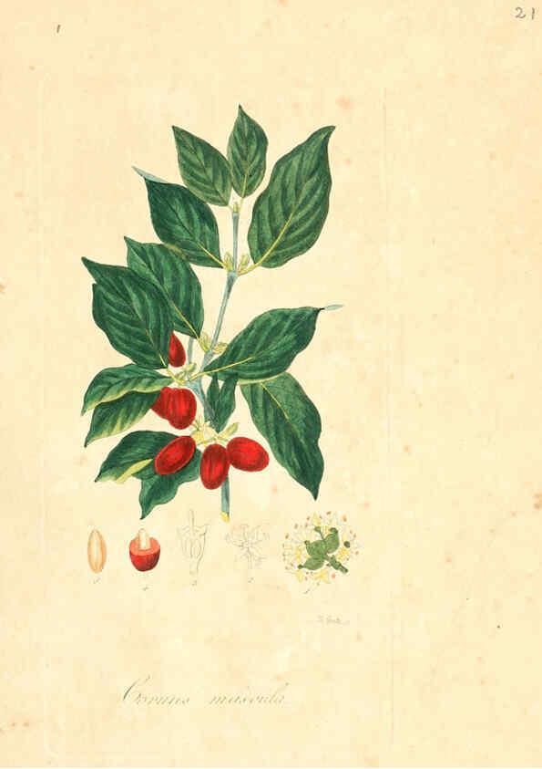 Reproducción/Reproduction 6031970637: Flora medica, oder, Abbildung der wichtigsten officinellen Pflanzen Jena,August Schmid,1831 [i.e. 1829-1831] 