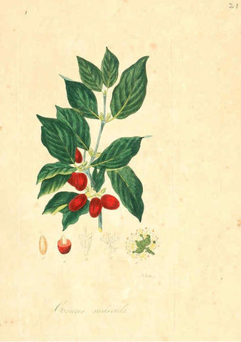 Reproducción/Reproduction 6031970637: Flora medica, oder, Abbildung der wichtigsten officinellen Pflanzen Jena,August Schmid,1831 [i.e. 1829-1831] 