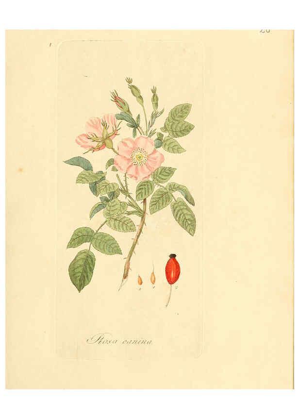 Reproducción/Reproduction 6032530094: Flora medica, oder, Abbildung der wichtigsten officinellen Pflanzen Jena,August Schmid,1831 [i.e. 1829-1831] 