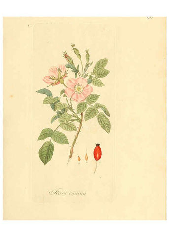 Reproducción/Reproduction 6032530094: Flora medica, oder, Abbildung der wichtigsten officinellen Pflanzen Jena,August Schmid,1831 [i.e. 1829-1831] 